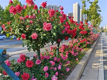 槐樹(shù)移植的方法和過(guò)程