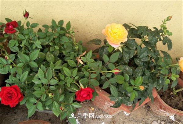月季開(kāi)花多與少，全看秋冬會(huì )不會(huì )養，2個(gè)工作要做好(圖1)