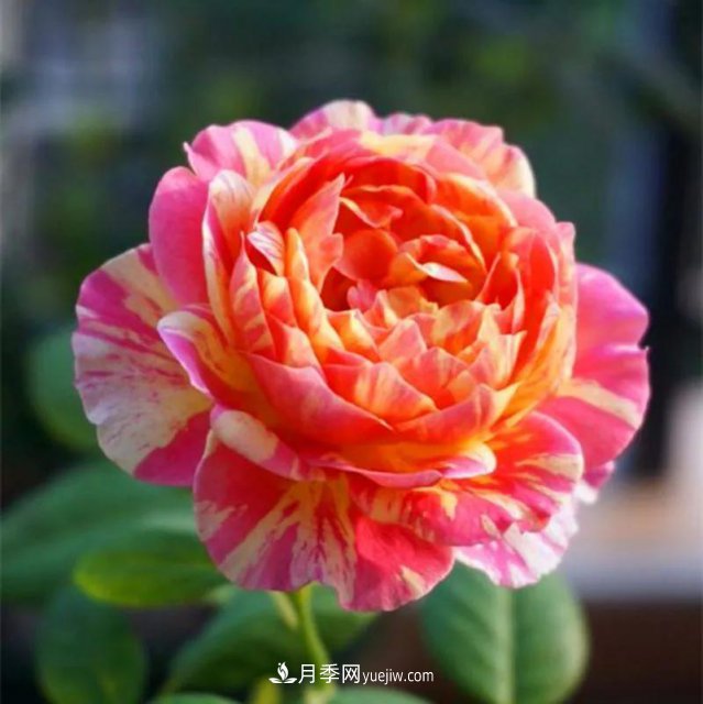 月季好看不好養？選對15個(gè)月季品種抗性好長(cháng)得快(圖4)