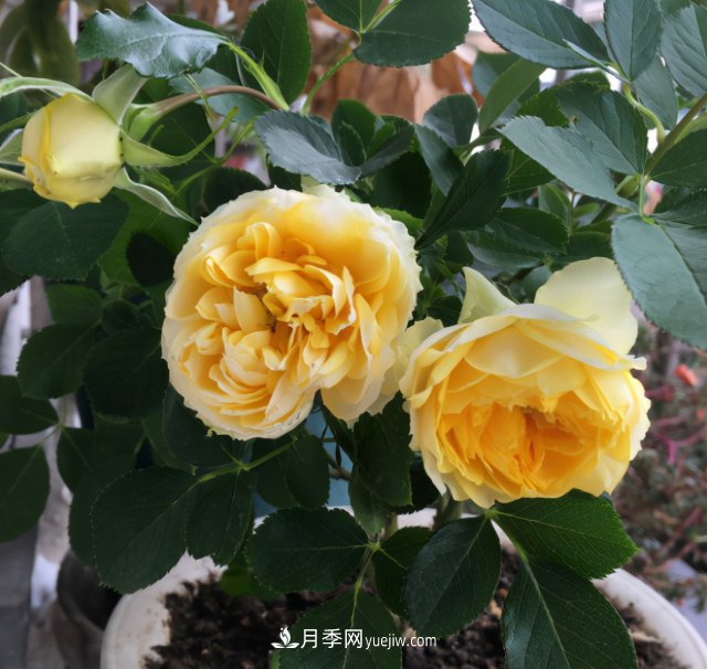 冬季實(shí)惠的裸根月季，栽種做好3件事讓冬季室內開(kāi)滿(mǎn)花(圖1)