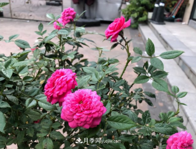 冬季實(shí)惠的裸根月季，栽種做好3件事讓冬季室內開(kāi)滿(mǎn)花(圖3)