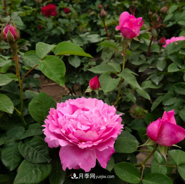 冬季實(shí)惠的裸根月季，栽種做好3件事讓冬季室內開(kāi)滿(mǎn)花(圖2)