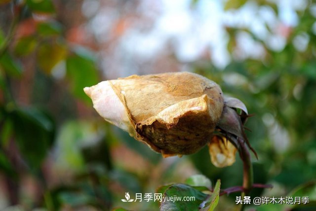 月季病蟲(chóng)害TOP10排行榜，哪種病害更難纏？給你防治方法(圖6)