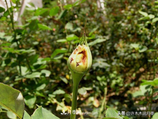 月季病蟲(chóng)害TOP10排行榜，哪種病害更難纏？給你防治方法(圖7)