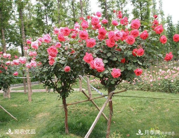 1、3、6公分南陽(yáng)樹(shù)狀月季多少錢(qián)一棵？樹(shù)狀月季價(jià)格表！(圖1)