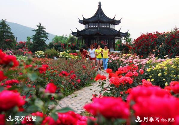 2020中國南陽(yáng)首屆首屆月季博覽會(huì )可以如期開(kāi)幕嗎？(圖1)
