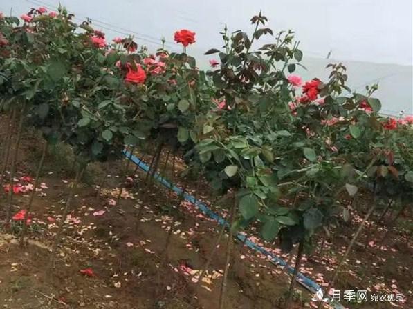 1公分小高桿月季樹(shù)棒棒糖月季一級價(jià)格(圖3)
