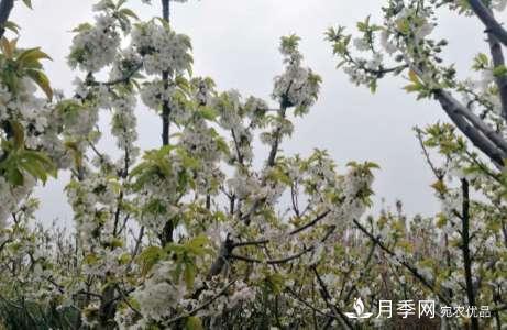 南陽(yáng)世南陽(yáng)世界月季大觀(guān)園 三月花重香如故(圖1)