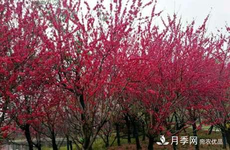南陽(yáng)世南陽(yáng)世界月季大觀(guān)園 三月花重香如故(圖2)