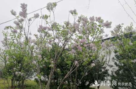 南陽(yáng)世南陽(yáng)世界月季大觀(guān)園 三月花重香如故(圖3)