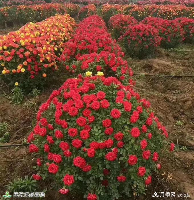 月季之鄉，漫步南陽(yáng)市石橋鎮細嗅花香飄九州(圖1)