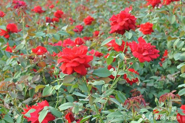月季花的生長(cháng)習性是怎樣的？(圖1)