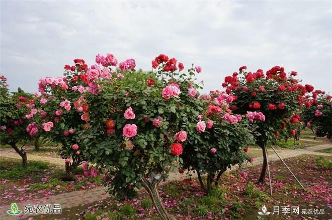 “花開(kāi)南陽(yáng) 云賞月季”南陽(yáng)網(wǎng)上月季展即將開(kāi)啟(圖1)