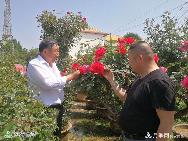 四季花開(kāi)美名揚——訪(fǎng)南陽(yáng)“月季大師”蘇金朋、蘇玉果父子(圖1)