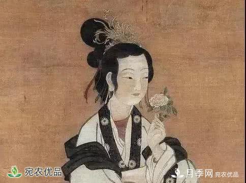 月季史詩(shī)，被中國70多個(gè)城市選為市花的月季，究竟有怎樣的魅力？(圖5)