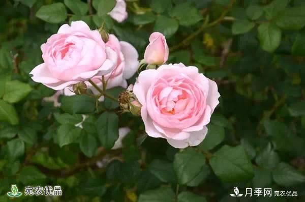 月季，市花之***，東西方的混血美人(圖7)