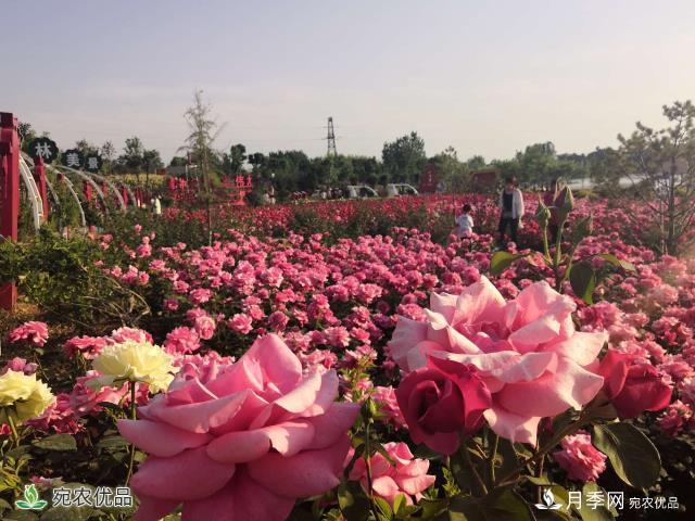 河南南陽(yáng)鎮平縣趙河公園 五一月季花開(kāi)美如畫(huà)(圖2)