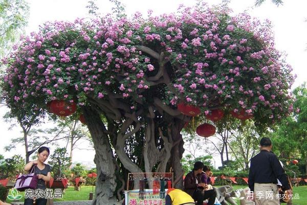 古樁月季不一樣的樹(shù)狀月季，還可以開(kāi)出各色的彩色月季樹(shù)(圖1)
