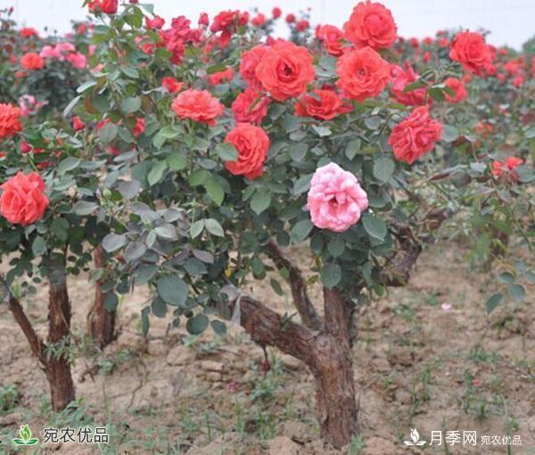 古樁月季不一樣的樹(shù)狀月季，還可以開(kāi)出各色的彩色月季樹(shù)(圖3)