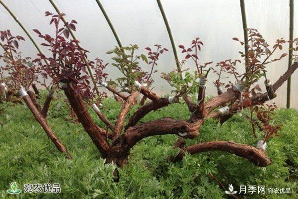 古樁月季不一樣的樹(shù)狀月季，還可以開(kāi)出各色的彩色月季樹(shù)(圖2)