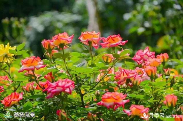 今年鄭州馬路邊的樹(shù)狀月季花為什么開(kāi)這么大？ 原有妙招！(圖2)