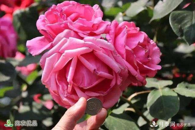 今年鄭州馬路邊的樹(shù)狀月季花為什么開(kāi)這么大？ 原有妙招！(圖1)
