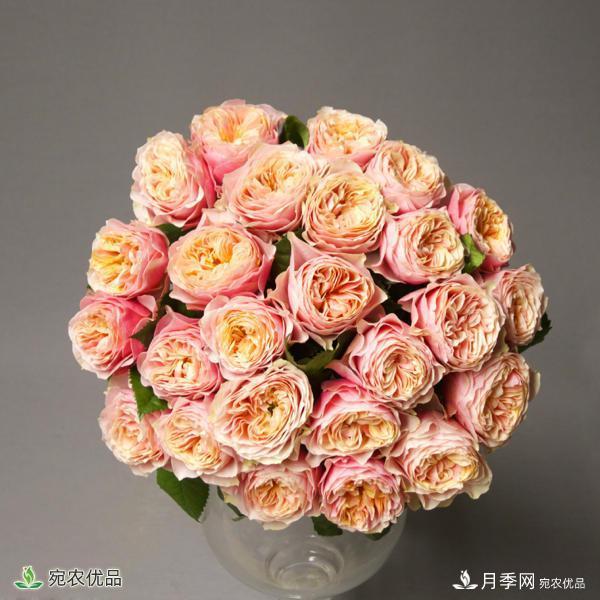 這8種月季是新手福音，病蟲(chóng)害從來(lái)不擔心(圖4)