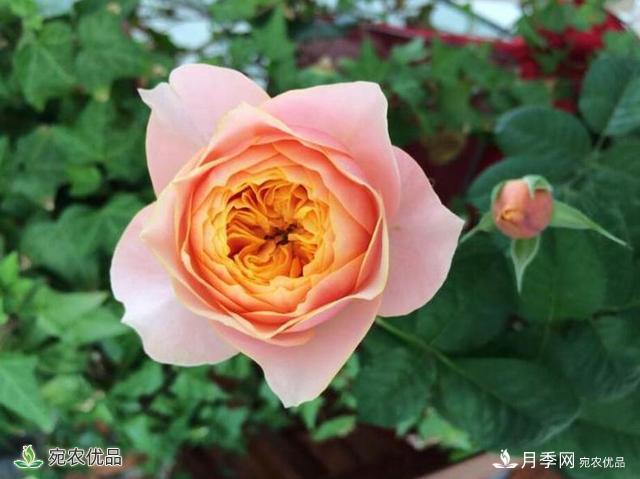 這8種月季是新手福音，病蟲(chóng)害從來(lái)不擔心(圖5)