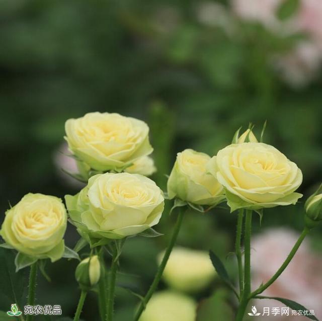 這8種月季是新手福音，病蟲(chóng)害從來(lái)不擔心(圖14)