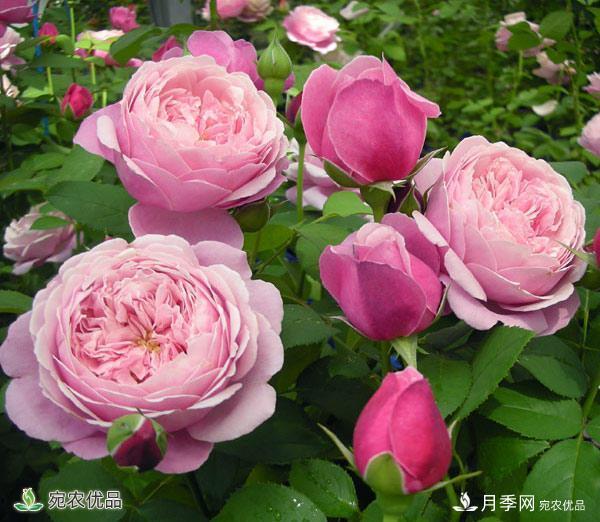 這8種月季是新手福音，病蟲(chóng)害從來(lái)不擔心(圖16)