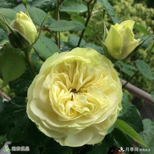 這8種月季是新手福音，病蟲(chóng)害從來(lái)不擔心(圖15)