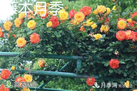 藤本月季和灌木月季的區別辦法(圖2)
