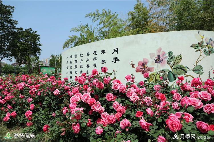 南陽(yáng)市:從南陽(yáng)月季看農業(yè)電商發(fā)展(圖1)