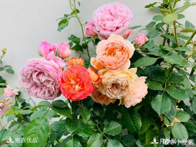    30種漂亮的月季花，必須來(lái)一盆，讓你一次養個(gè)夠！(圖2)