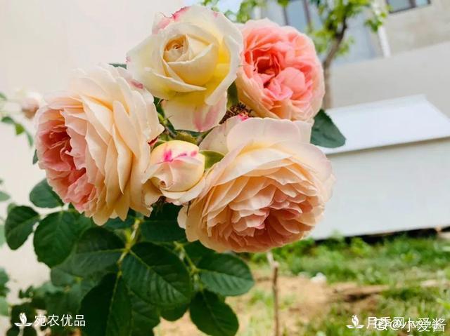    30種漂亮的月季花，必須來(lái)一盆，讓你一次養個(gè)夠！(圖1)