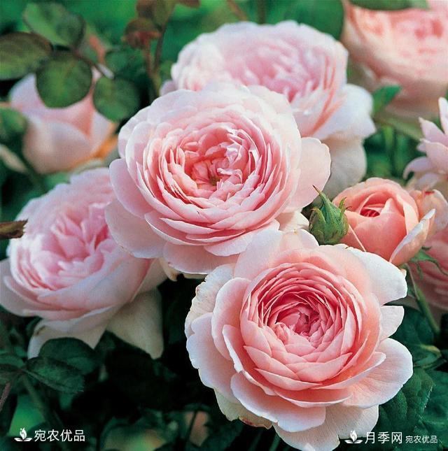    30種漂亮的月季花，必須來(lái)一盆，讓你一次養個(gè)夠！(圖14)