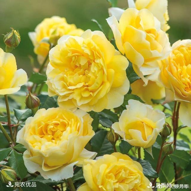    30種漂亮的月季花，必須來(lái)一盆，讓你一次養個(gè)夠！(圖10)