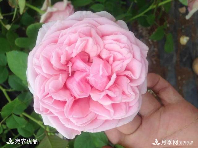    30種漂亮的月季花，必須來(lái)一盆，讓你一次養個(gè)夠！(圖3)