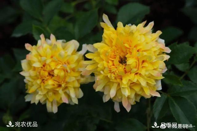    30種漂亮的月季花，必須來(lái)一盆，讓你一次養個(gè)夠！(圖4)