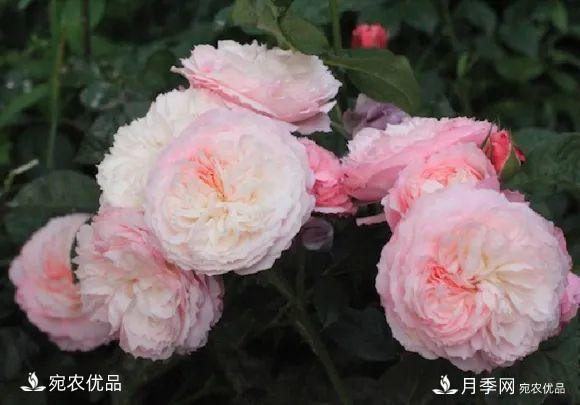    30種漂亮的月季花，必須來(lái)一盆，讓你一次養個(gè)夠！(圖9)