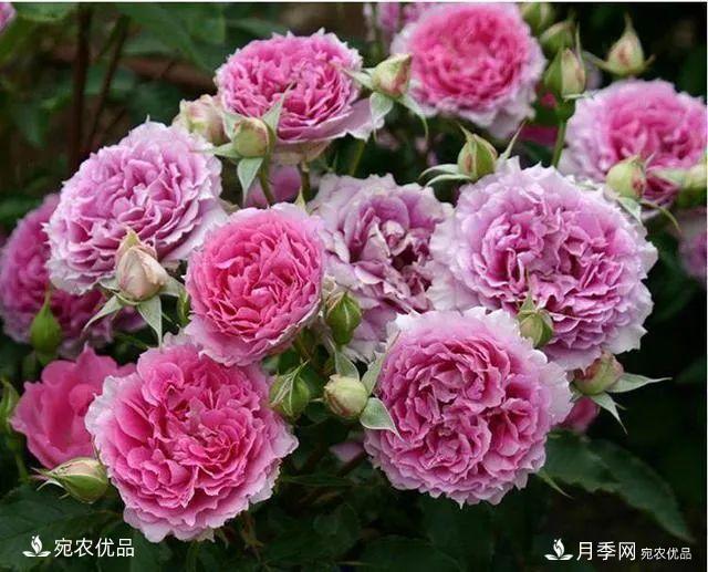    30種漂亮的月季花，必須來(lái)一盆，讓你一次養個(gè)夠！(圖15)