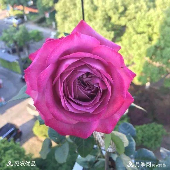    30種漂亮的月季花，必須來(lái)一盆，讓你一次養個(gè)夠！(圖5)