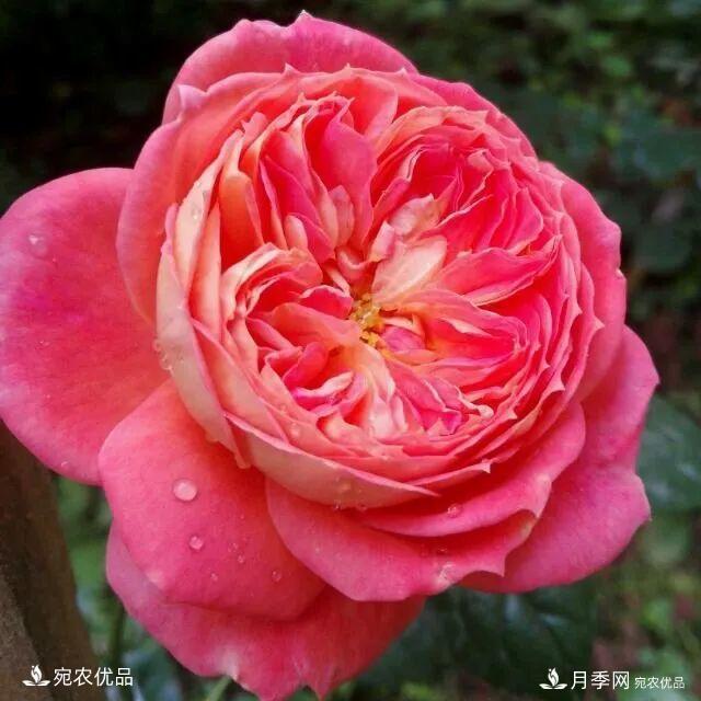   30種漂亮的月季花，必須來(lái)一盆，讓你一次養個(gè)夠！(圖11)