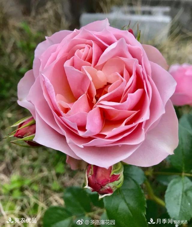   30種漂亮的月季花，必須來(lái)一盆，讓你一次養個(gè)夠！(圖8)