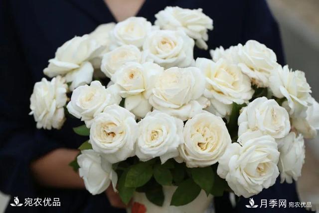    30種漂亮的月季花，必須來(lái)一盆，讓你一次養個(gè)夠！(圖7)