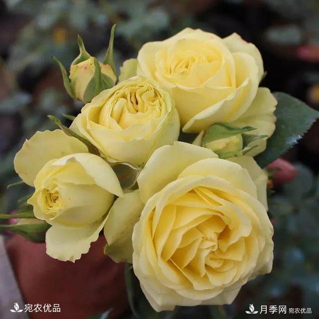    30種漂亮的月季花，必須來(lái)一盆，讓你一次養個(gè)夠！(圖16)