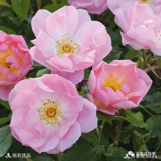    30種漂亮的月季花，必須來(lái)一盆，讓你一次養個(gè)夠！(圖25)