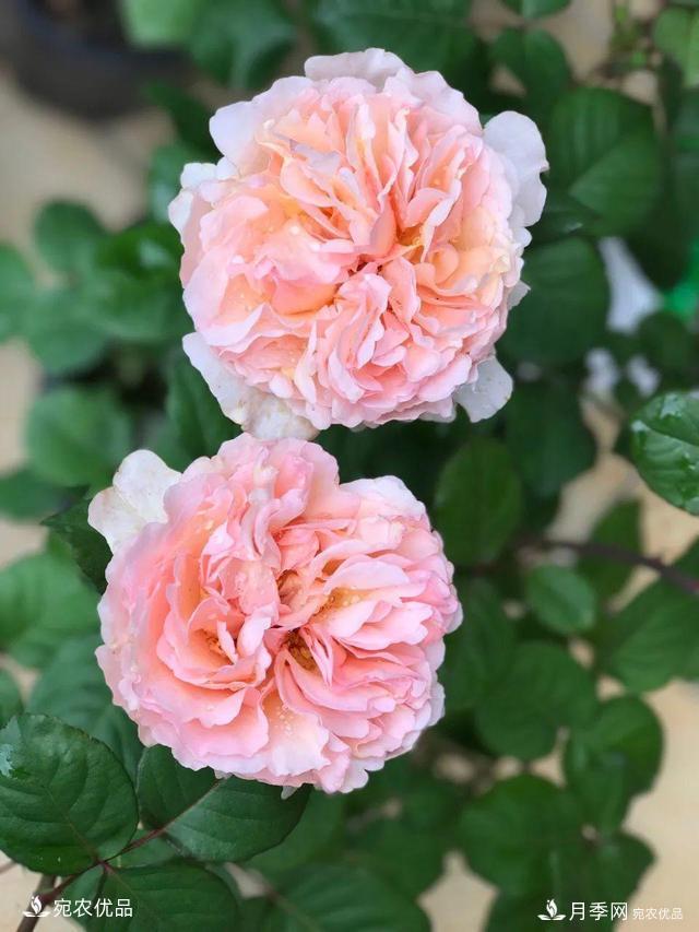    30種漂亮的月季花，必須來(lái)一盆，讓你一次養個(gè)夠！(圖22)