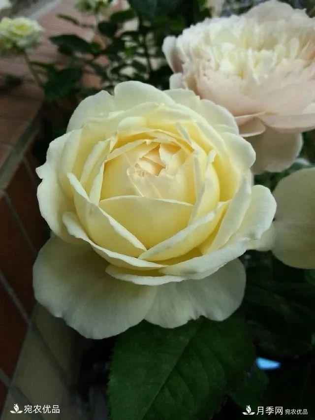    30種漂亮的月季花，必須來(lái)一盆，讓你一次養個(gè)夠！(圖18)