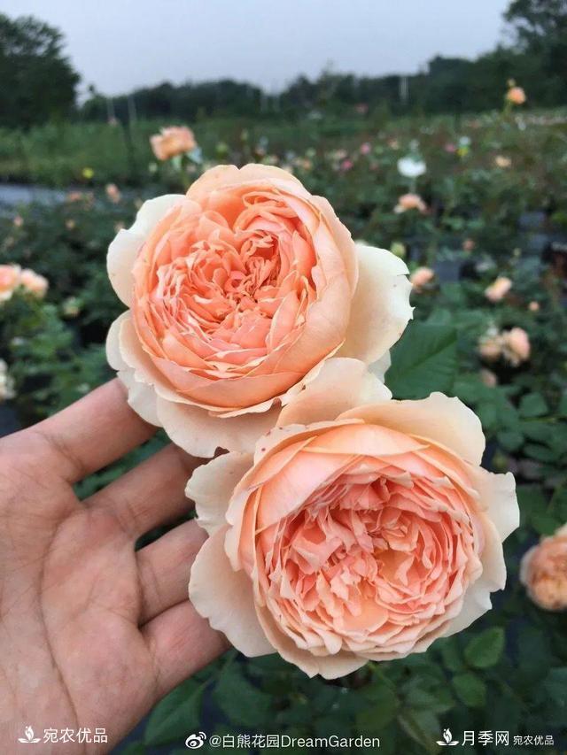    30種漂亮的月季花，必須來(lái)一盆，讓你一次養個(gè)夠！(圖23)
